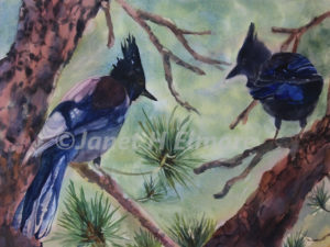 Chattering Stellar Jays Watercolor Painting