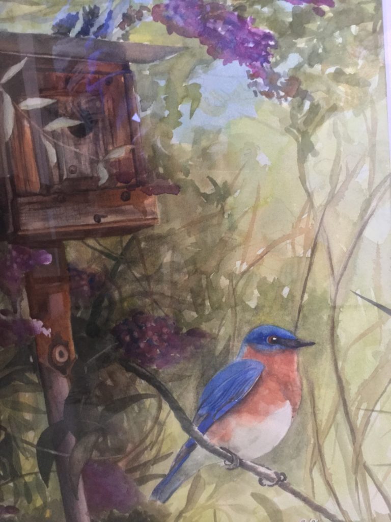 Ranch Bluebird