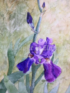 Iris Bud Watercolor Painting